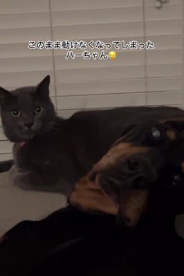 首の角度がおかしい…！