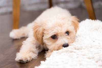 寂しそうに見つめる犬