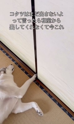 飼い主さん、和室から出られない