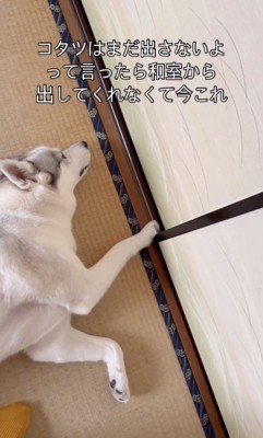 コタツを愛するアシㇼちゃん