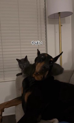 「ヤバイ」