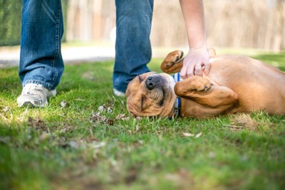 仰向けになりうっとり顔で撫でられる犬