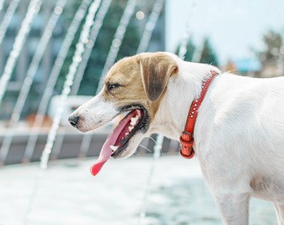 屋外で呼吸する犬
