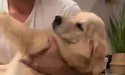 男性に抱き抱えられている子犬