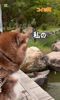 鯉に餌をあげた時のたこやきちゃん5