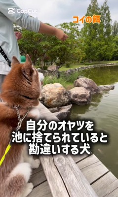 鯉に餌をあげた時のたこやきちゃん2