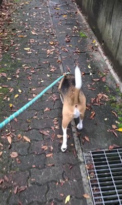 足をかばうこま君3