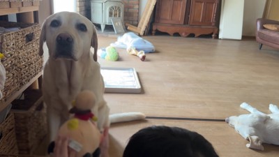 「このおもちゃはいる?」