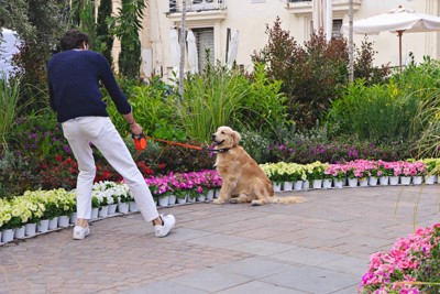 花壇の前に座る犬