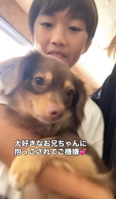 子供に抱っこされている小型犬