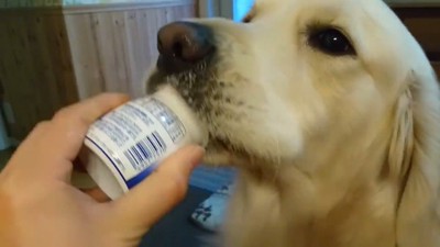 ヨーグルトを欲しがるギンちゃん⑩