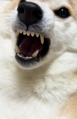 口を開けてくれた!!