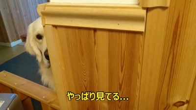 ヨーグルトを欲しがるギンちゃん3