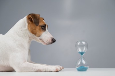 犬と砂時計