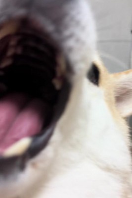 さらに大きな口に!!