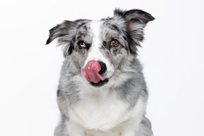 鼻を舐める犬
