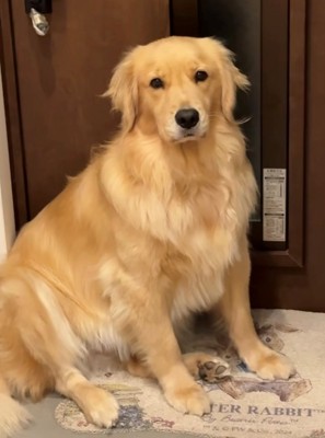 カメラ目線で訴える犬