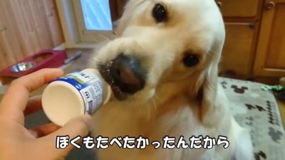 ヨーグルトを欲しがるギンちゃん9