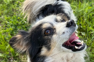 笑顔の犬