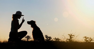 しつけをする犬の影