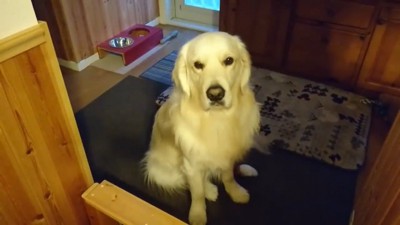 ヨーグルトを欲しがるギンちゃん2