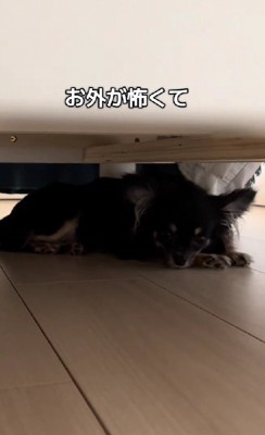 お外が怖い？