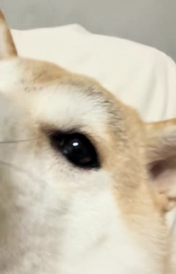 お利口すぎる姿に感嘆