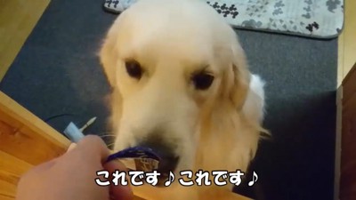 ヨーグルトを欲しがるギンちゃん6