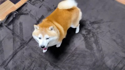 お散歩から帰ってきたら…