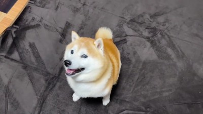 ぬくぬくのカーペット!!