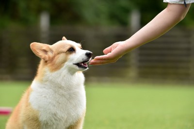 おやつをもらう犬