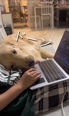 お仕事中の飼い主さんに甘える麹くん2