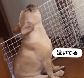 ママさん外出後のこむぎちゃん6