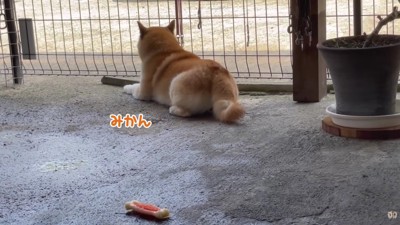 みかんちゃんも元気♪