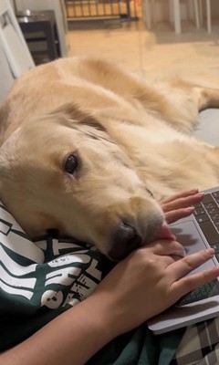 お仕事中の飼い主さんに甘える麹くん3