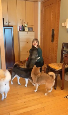 柴犬4匹の熱烈歓迎⑩
