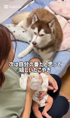 ミルクの順番待ちをするたこやきちゃん3