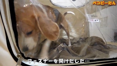 ペコちゃんの賢い行動7