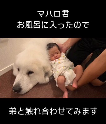 マハロくんと赤ちゃん