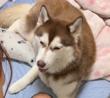 ミルクの順番待ちをするたこやきちゃん2