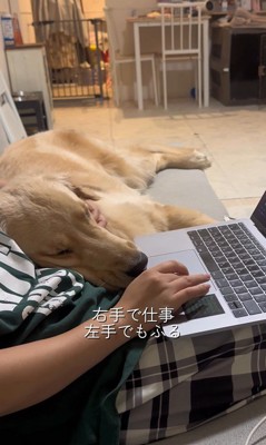 お仕事中の飼い主さんに甘える麹くん7