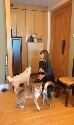 柴犬4匹の熱烈歓迎8
