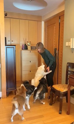 柴犬4匹の熱烈歓迎6