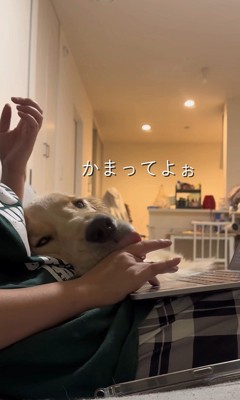 お仕事中の飼い主さんに甘える麹くん⑩
