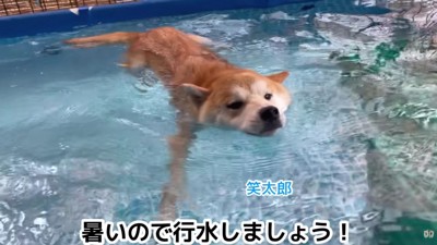 立派な成犬に！！