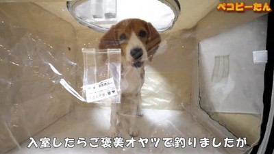 ペコちゃんの賢い行動