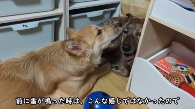 りゅうさんを励ますもかちゃん6