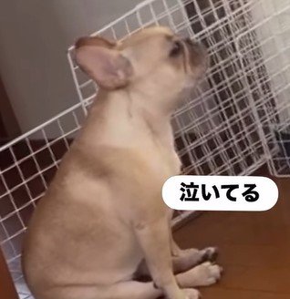 ママさん外出後のこむぎちゃん3