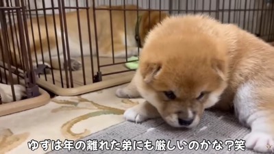 「びっくりしたよ～」