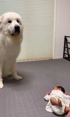 マハロくんと赤ちゃん2